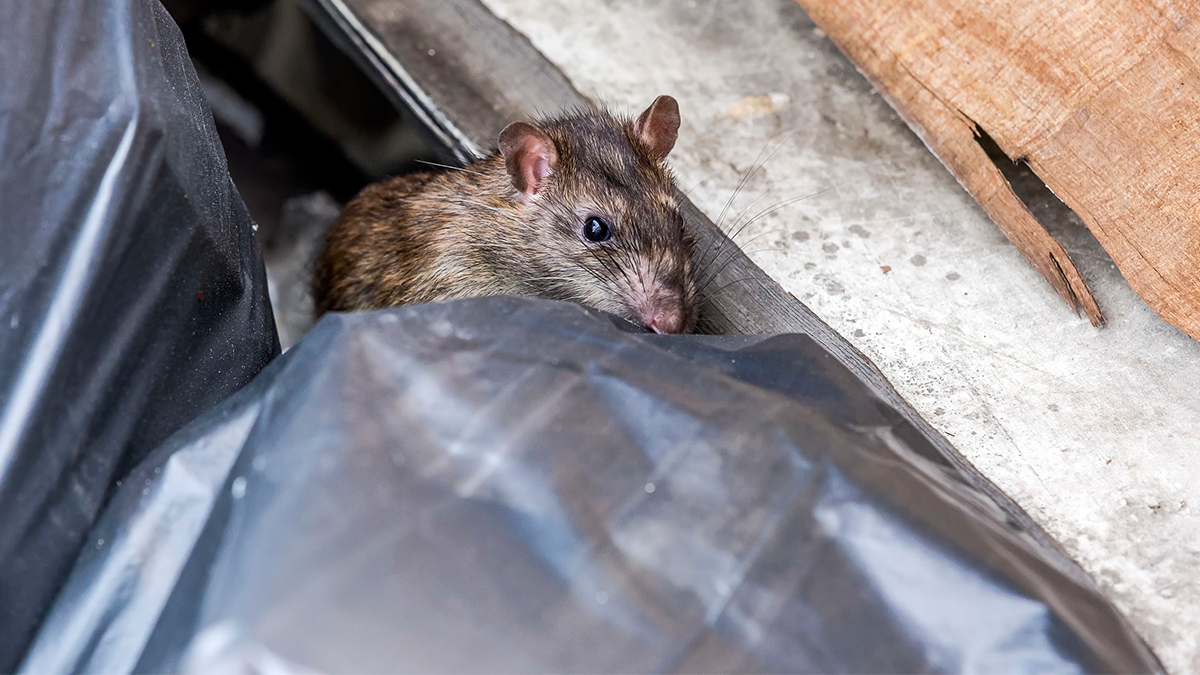 83239807 m web BPCA recommends local authorities do not reduce bin collections because this can attract rodents
