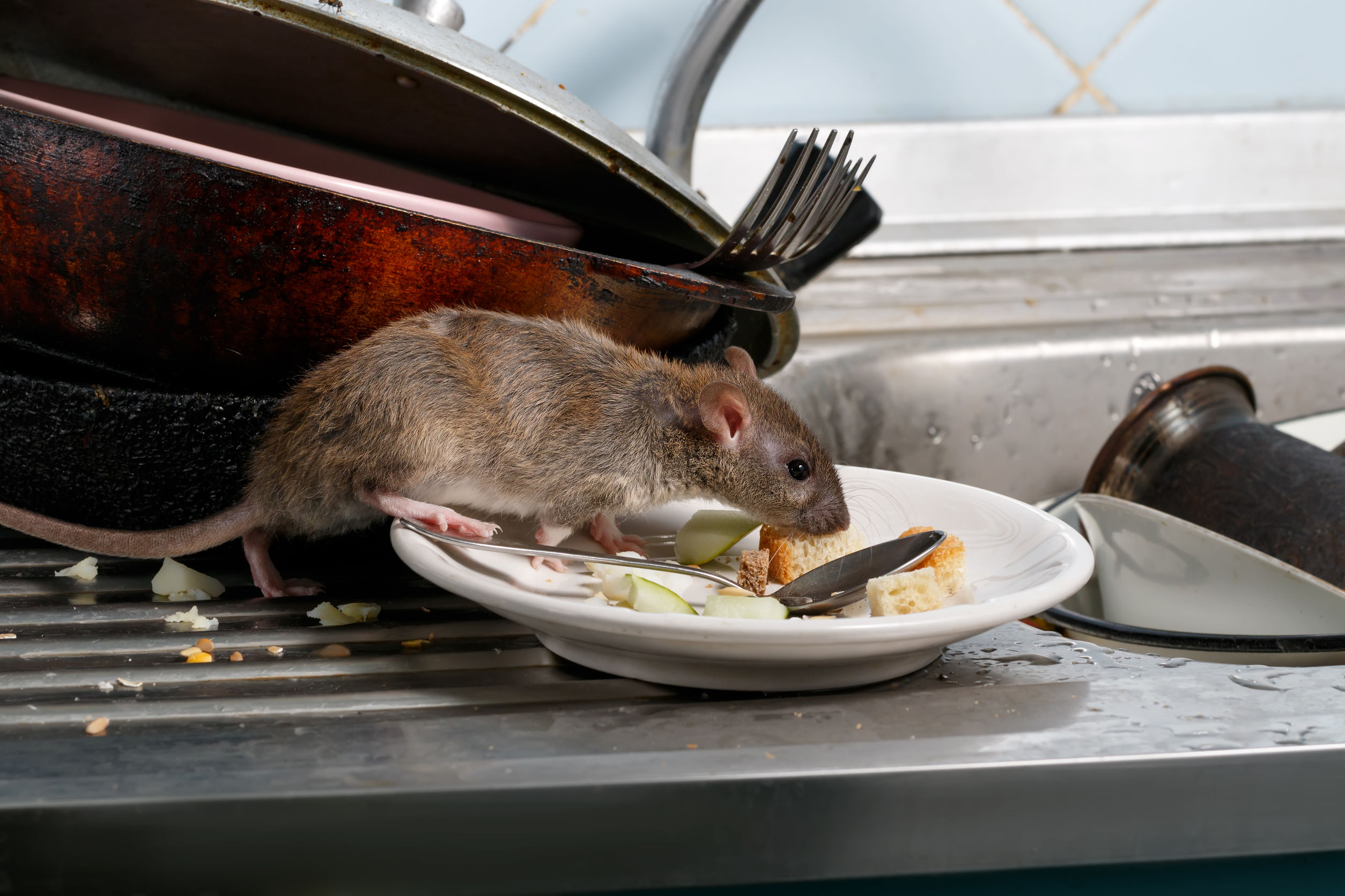 rat-bpca-food-public-health rat-bpca-food-public-health