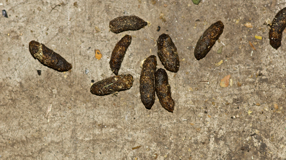 rat-droppings-pest-advice-bpca rat-droppings-pest-advice-bpca
