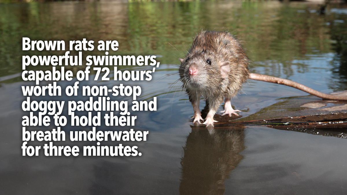 rats powerful swimmers rats powerful swimmers