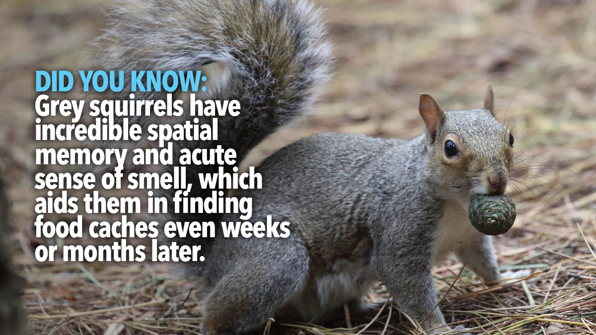 Grey squirrel Grey squirrel