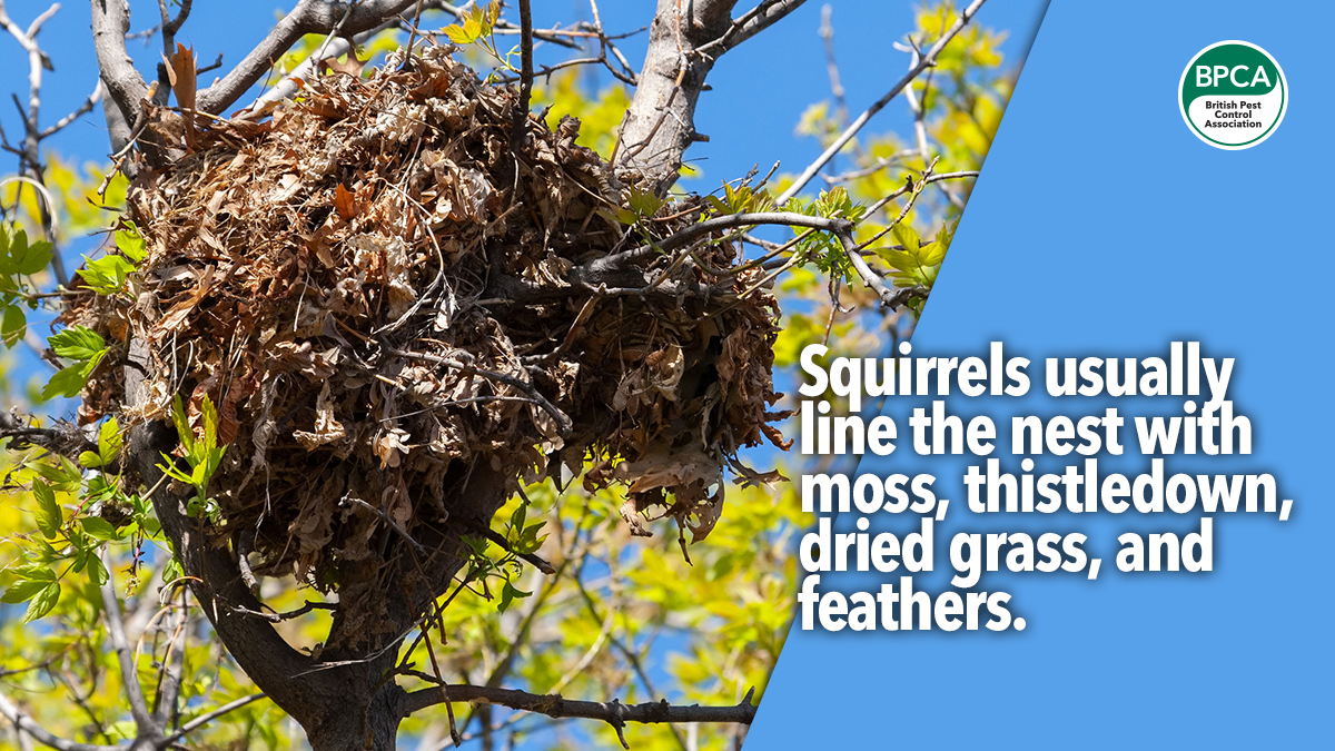 grey squirrel a to z grey squirrel a to z