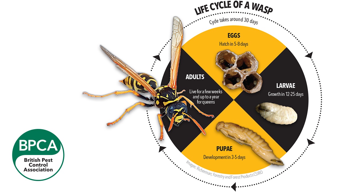 5739-BPCA-Life-cycle-wasp-with-logo 5739-BPCA-Life-cycle-wasp-with-logo