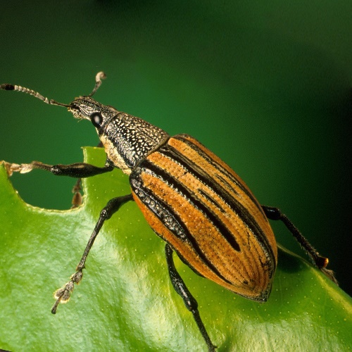 Weevil-1