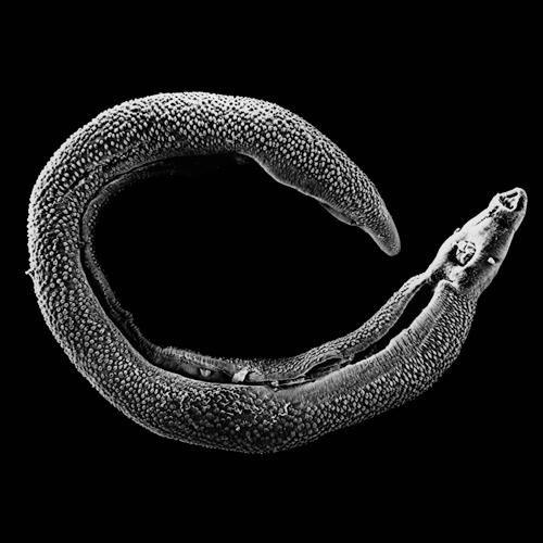 worms-1
