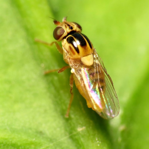Yellow Swarming Fly-1