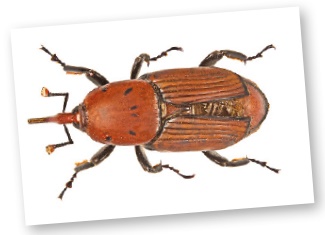 Red Insect Spain Pests on holiday