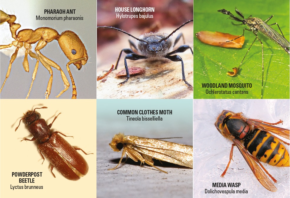 Insect Roces Sporadic pests and how to manage them