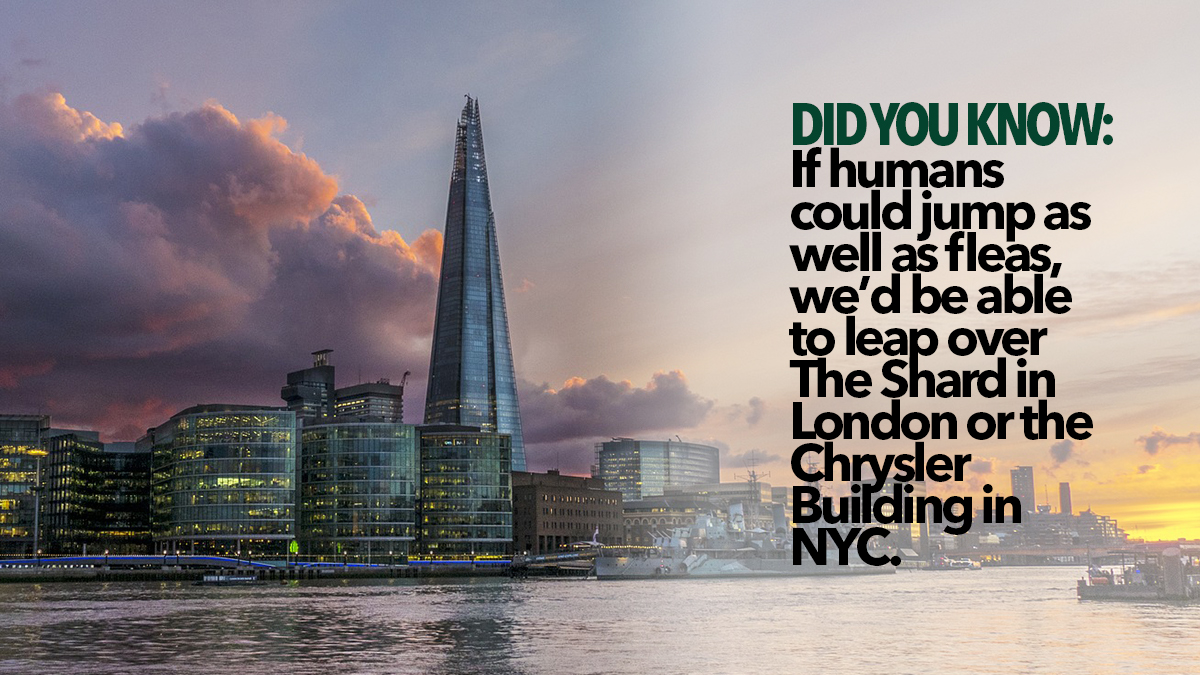 Did You Know fleas the shard Did You Know fleas the shard
