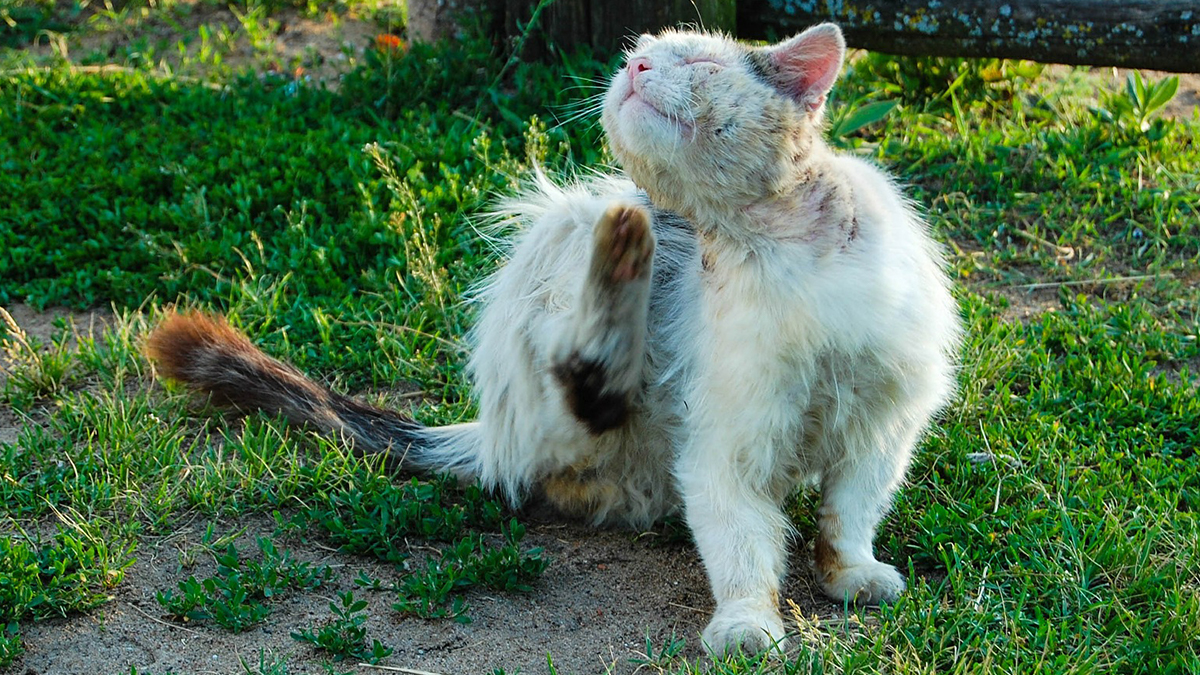 Feral cat with fleas Feral cats, foxes and other wild animals are the most common carriers of flea parasites. Photo by Jared Belson.