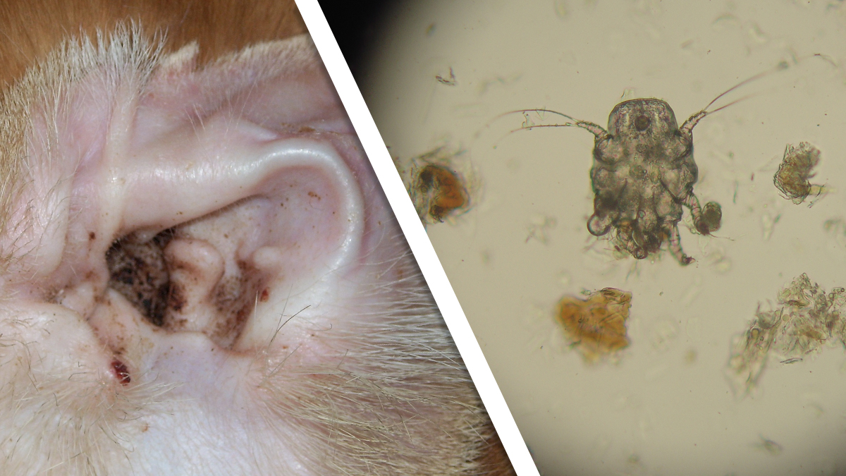 Mite side by side Mite infestation (right) and a mite under the microscope (left).