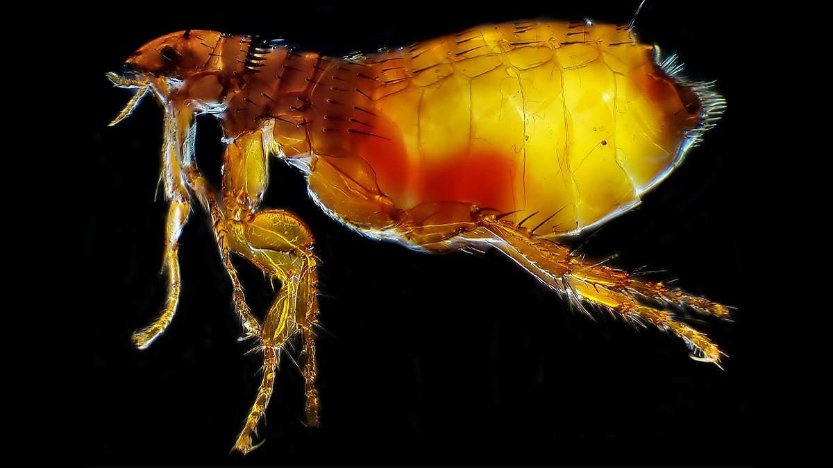 cat flea Adult Cat flea (Ctenocephalides felis).