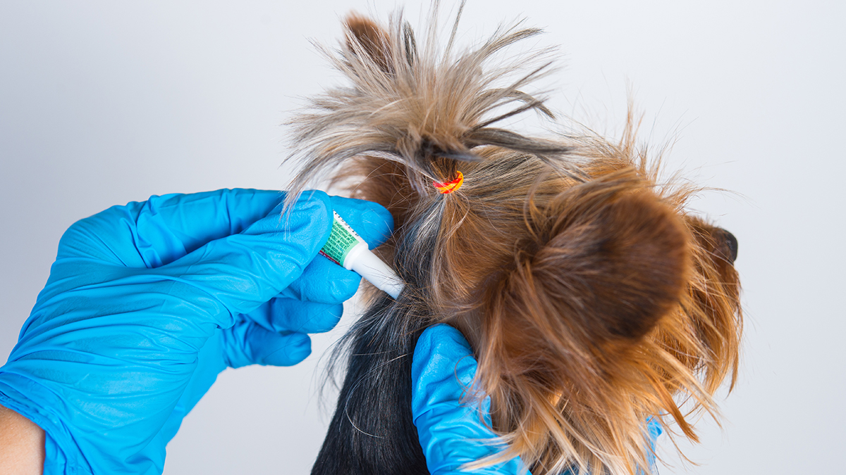 flea treatment flea treatment