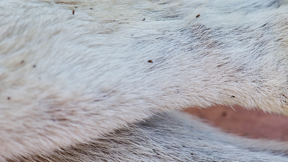 fleas on dog Flea infestation on a dog.