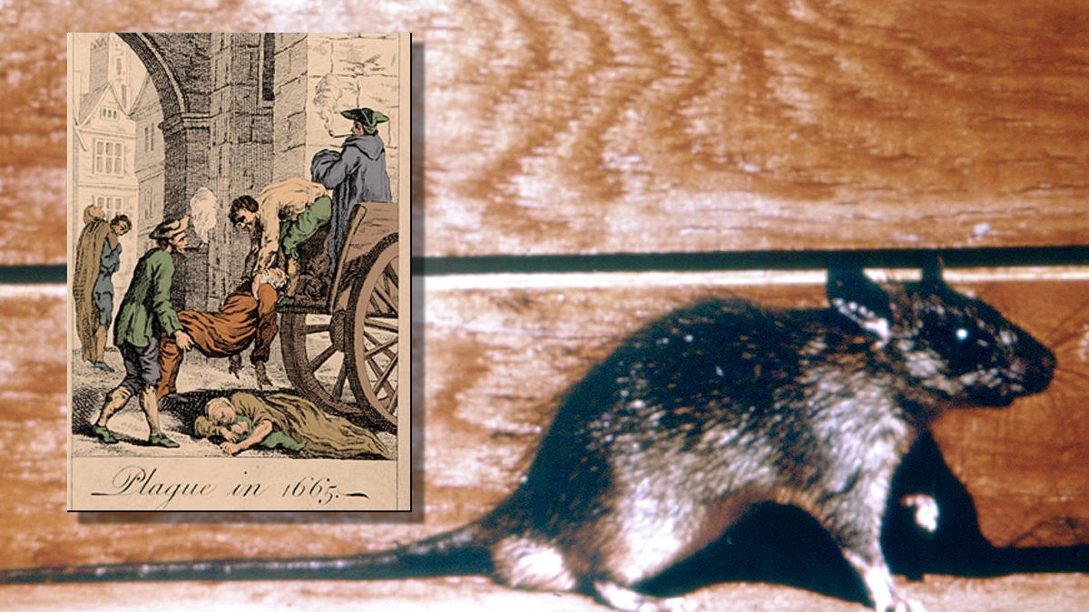 plague rats fleas Studies show Black Death, responsible for wiping out 15% of London’s population in the 17th century, may not have been spread by rat-borne flea bites but rare human fleas.