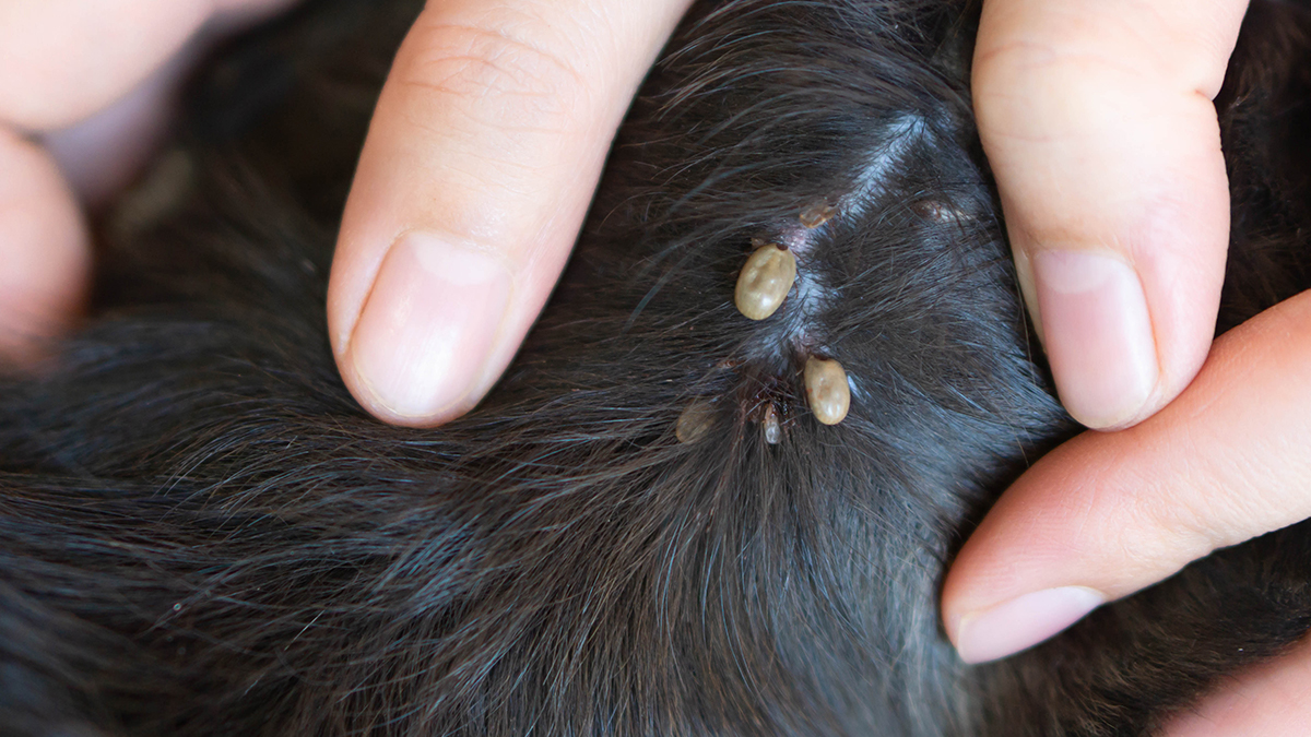 tick on dog Close up of a tick infestation on a dog.