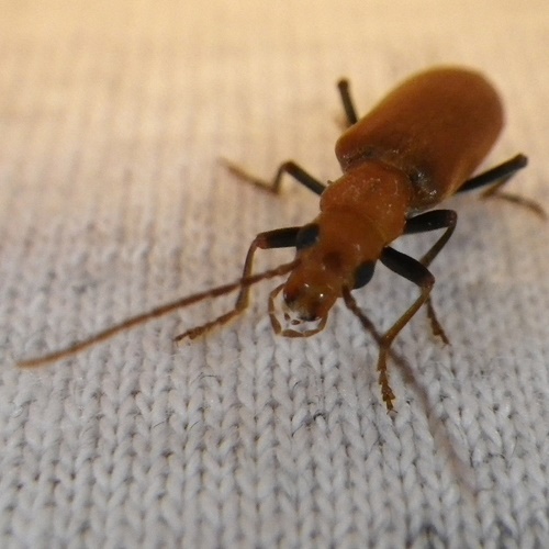 Wharf Borer-2 Wharf Borer-2